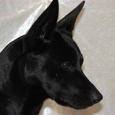 Australsk kelpie Coc-free Zoe