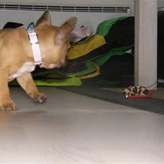 Fransk bulldog Mille