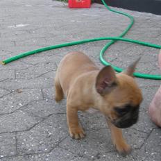 Fransk bulldog Mille