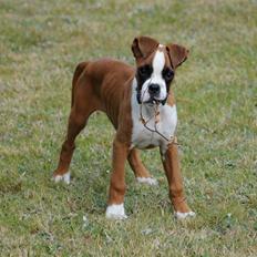 Boxer Charlie Vom Hause Chagall