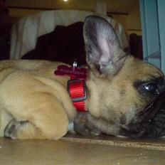 Fransk bulldog Shiela