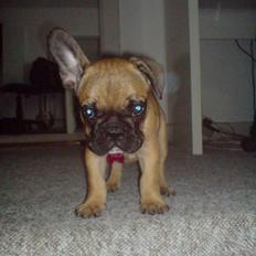 Fransk bulldog Shiela