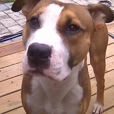 Amerikansk staffordshire terrier Lui