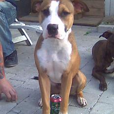 Amerikansk staffordshire terrier Lui