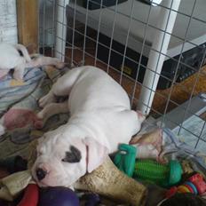 Amerikansk bulldog Mizya