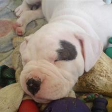 Amerikansk bulldog Mizya