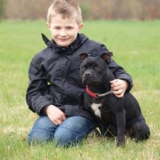 Staffordshire bull terrier KTH-B KTH-S Amazing Staffs All Perfection