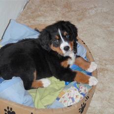 Berner sennenhund Minnie