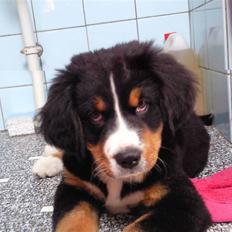 Berner sennenhund Minnie