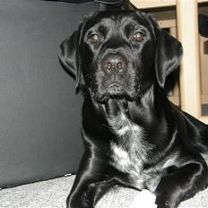 Labrador retriever Chico (Givet væk)