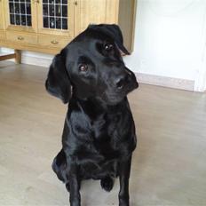 Blanding af racer Donna