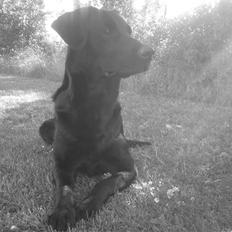 Blanding af racer Donna