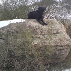 Blanding af racer Donna