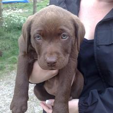 Labrador retriever Bonzo