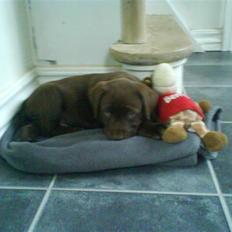 Labrador retriever Bonzo