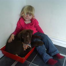 Labrador retriever Bonzo