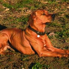 Rhodesian ridgeback peter