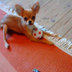 Russisk toy terrier Favorit Style Skazka 