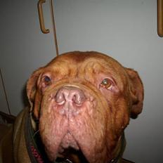 Dogue de bordeaux Omerta