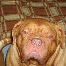 Dogue de bordeaux Omerta