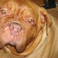 Dogue de bordeaux Omerta