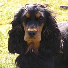 Cocker spaniel Sille<33