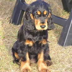 Cocker spaniel Sille<33