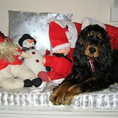 Cocker spaniel Sille<33