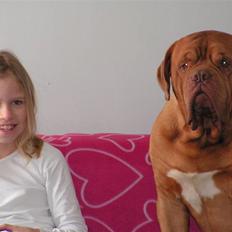Dogue de bordeaux Arnold Grandis