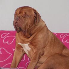 Dogue de bordeaux Arnold Grandis