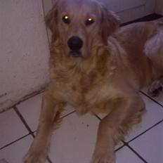 Golden retriever Dingo