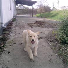 Golden retriever Dingo