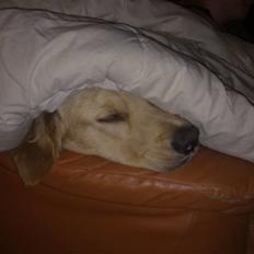 Golden retriever Dingo