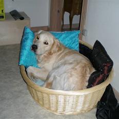 Golden retriever Tjilli