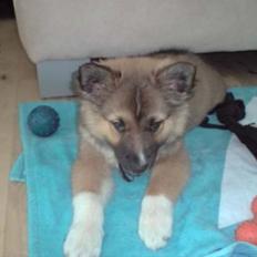 Islandsk fårehund Nuka 