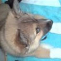 Islandsk fårehund Nuka 