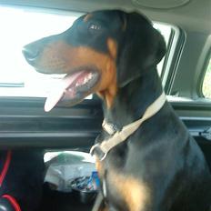 Dobermann Coco R.I.P<3