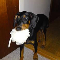 Dobermann Coco R.I.P<3