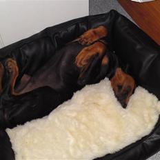 Dobermann Coco R.I.P<3