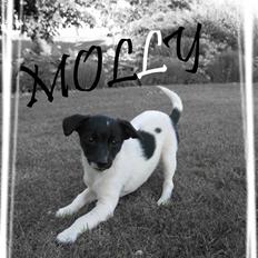 Dansk svensk gaardhund Molly