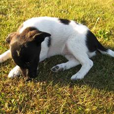 Dansk svensk gaardhund Molly