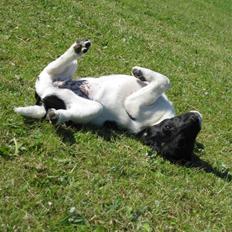 Dansk svensk gaardhund Molly
