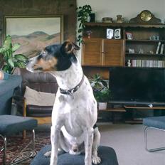 Dansk svensk gaardhund Boldt