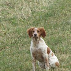 Breton Aulumboens Bellis