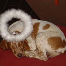 Breton Aulumboens Bellis