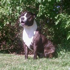 Staffordshire bull terrier Carlos