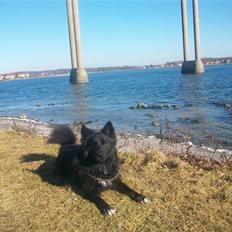 Islandsk fårehund TOFTEDALS KILJAN  ! <3 min bedste ven :')  