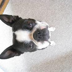 Boston terrier Karla