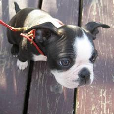 Boston terrier Karla