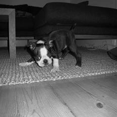 Boston terrier Karla